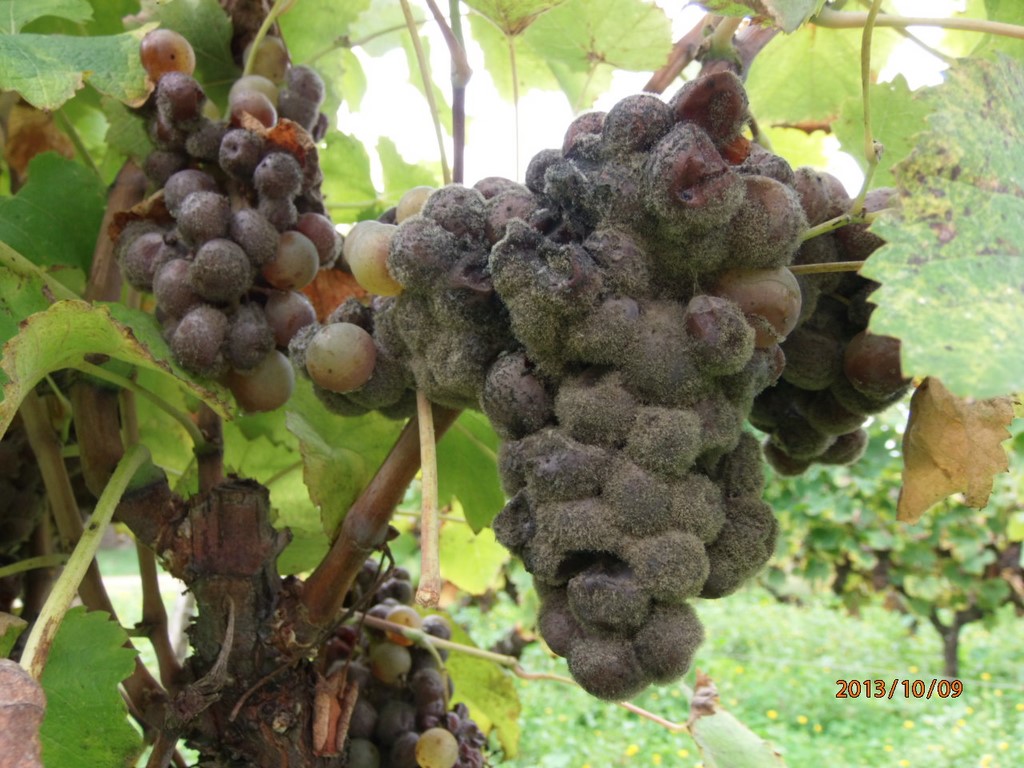 Vendanger Dans Le Sauternes: Choisir La Bonne Grappe De Raisin