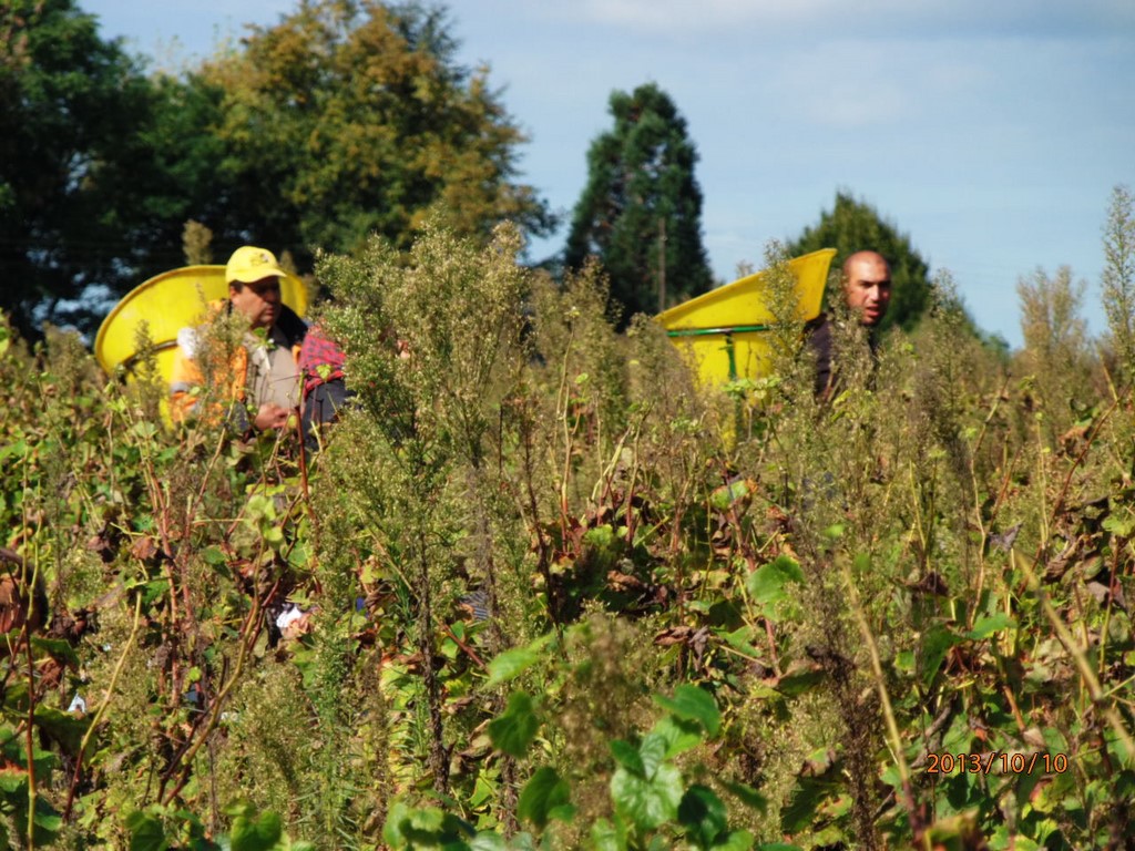 Les Vendanges Dans Le Sauterne Avec Le Sourire