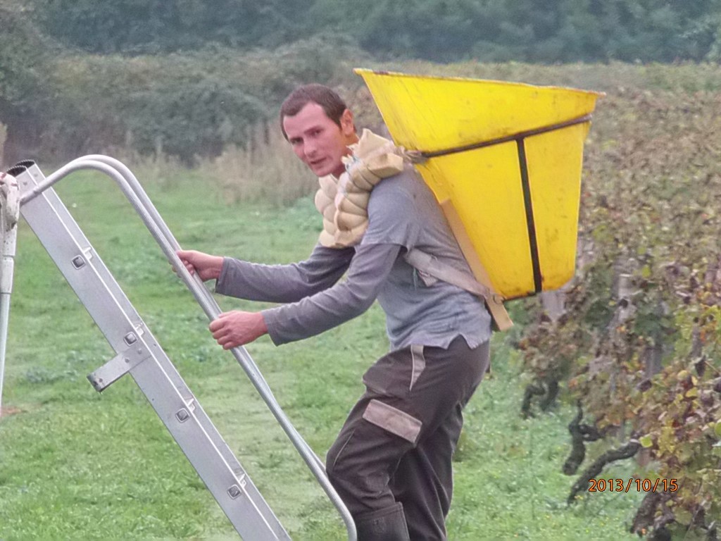 Les Vendanges En Sauternes: Avec Le Sourire