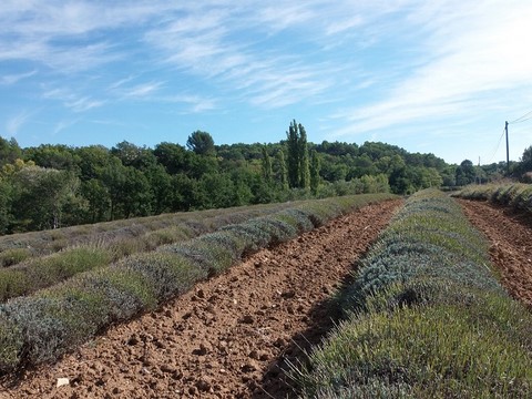 VAUCLUSE: Roussillon les champs de lavandes