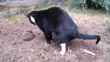 Vous Avez Toujours Les Chats Des Voisins Dans Votre Jardin ? Même si nous aimons tous les animaux, c’est très ennuyeux si les autres chats font pipi et caca dans notre jardin. Heureusement, il y a une astuce très pratique et peu nuisible pour les animaux!  Avec cette astuce, ils ne viendront plus!